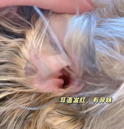 狗狗耳朵毛的拔除频率研究（揭秘狗狗耳朵毛拔除的最佳时机和方法）
