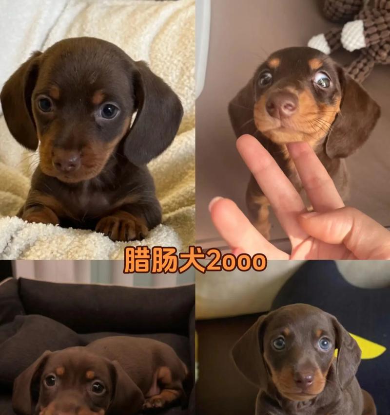 探寻粘人犬中最受欢迎的犬种（探索吉娃娃，人类最好的朋友）