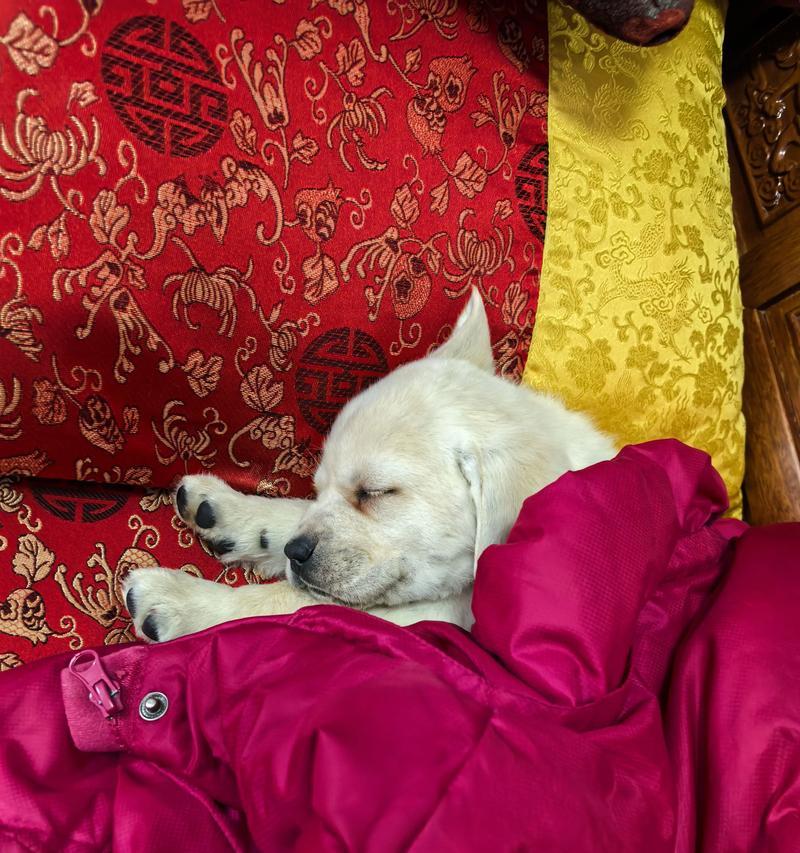 两个月幼犬的睡眠需求（揭秘幼犬睡眠规律与养护技巧）