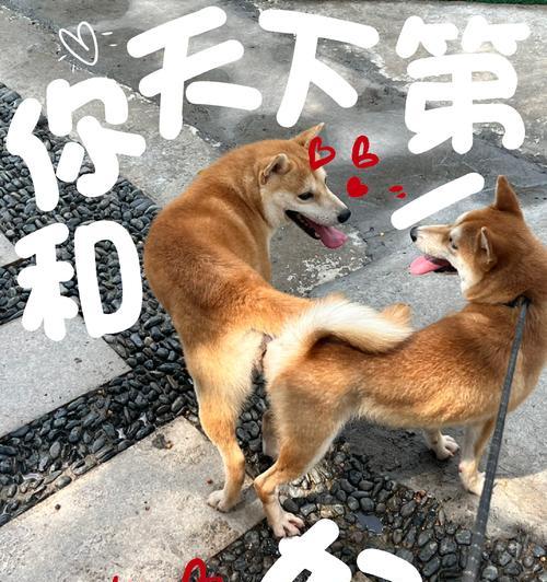 狗狗配种后多久可以吃桃子？（了解狗狗配种后对桃子的食用时间限制）