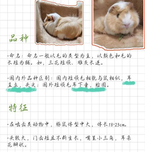 荷兰猪的怀孕期是多久？（了解荷兰猪怀孕周期的关键信息）