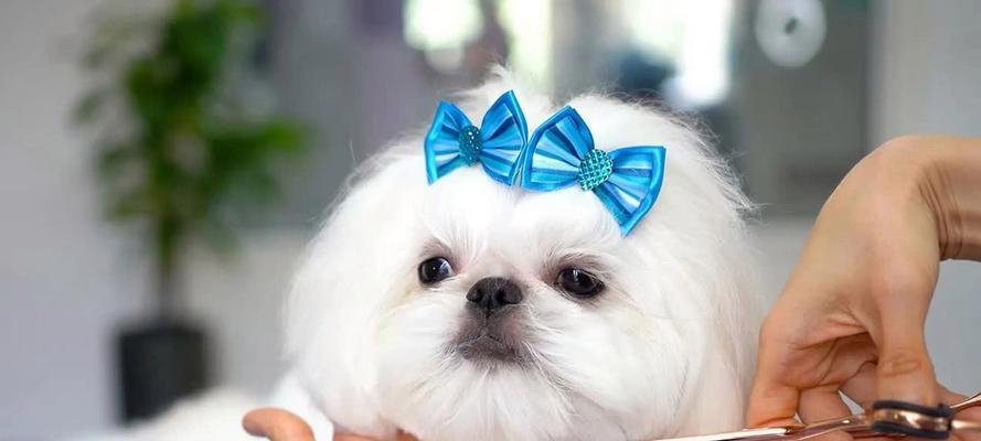 西施犬的饲养与照顾（养一只快乐健康的西施犬）