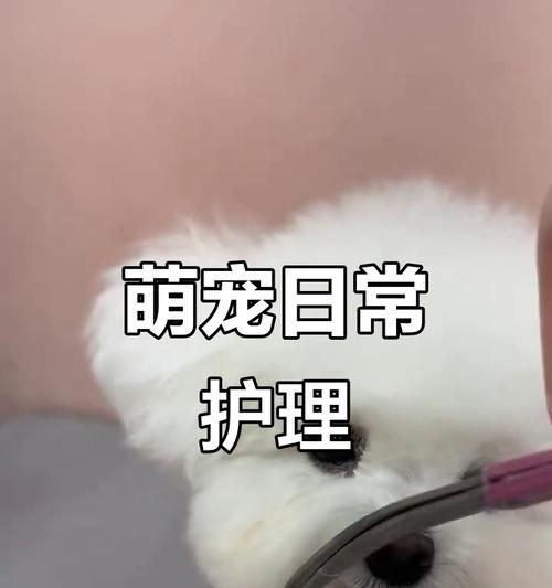 狗狗胃肠炎的症状及治疗护理指南（了解狗狗胃肠炎的表现和正确护理方法，帮助宠物尽快康复）