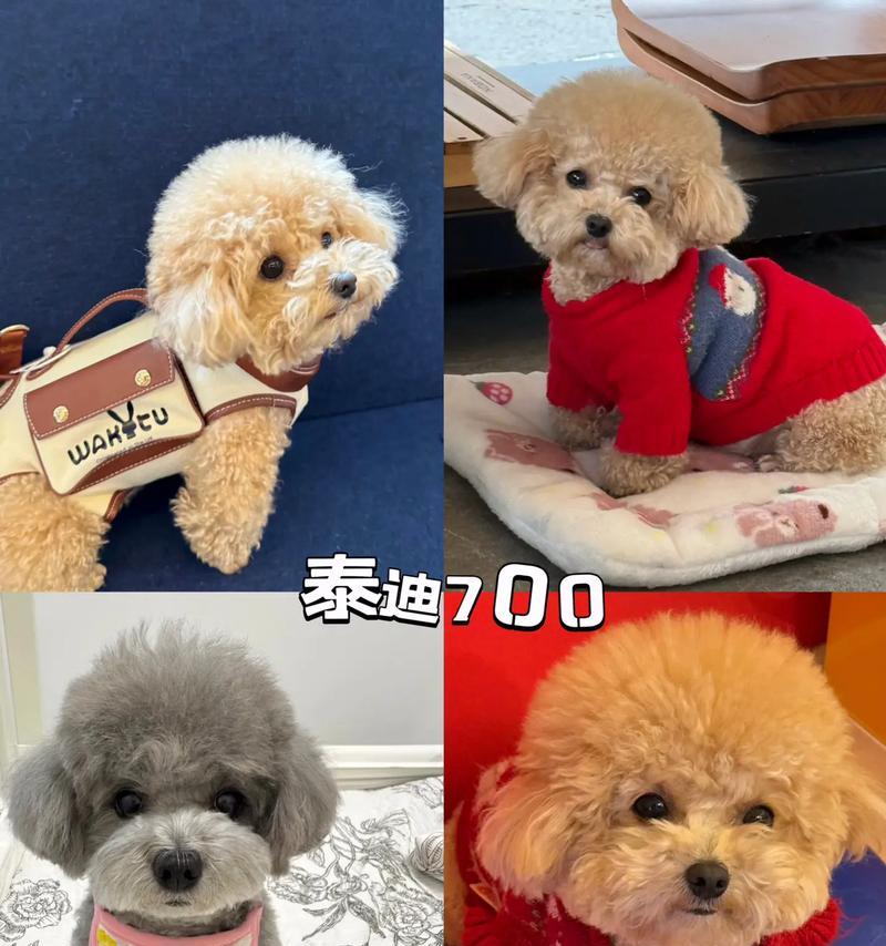 泰迪狗犬什么时候睁开眼睛？（探秘泰迪狗犬的眼睛开启时刻）
