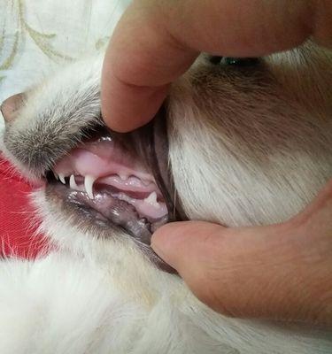 犬牙交换的过程和时间（以犬换一颗牙的耐心和耗时）