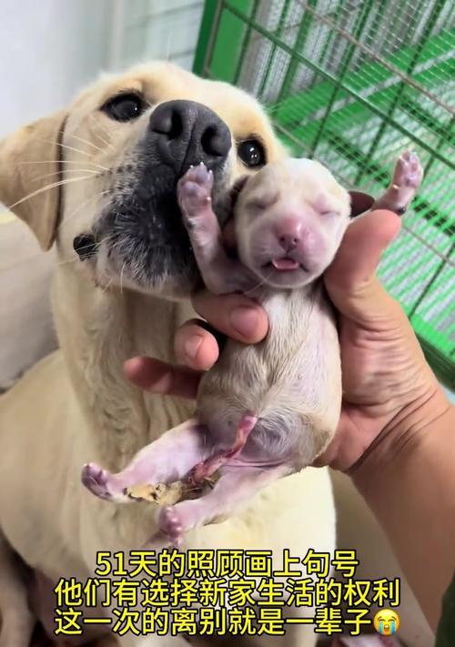 幼犬适宜离开母犬的时间（多久可以将幼犬接回新家？）