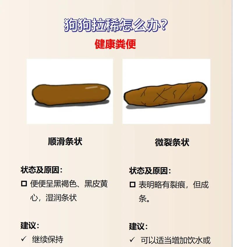 金毛犬的每日散步时间如何安排？（合理规划金毛犬的运动需求，保持它们的健康和幸福。）