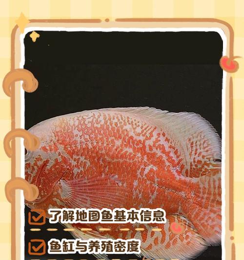 地图鱼公母的鉴别方法（直观有效的三种鉴别地图鱼公母的方法）