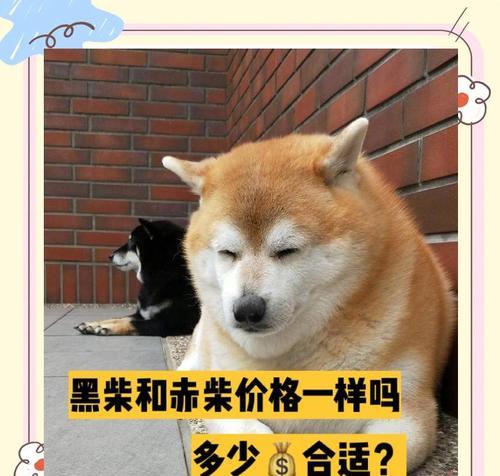 北京纯种柴犬价格现状（柴犬价格波动，关注宠物市场趋势）