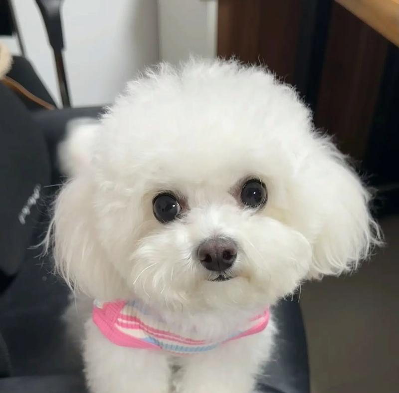 小比熊常见传染病及防治措施（保护你的小比熊健康生活的关键）