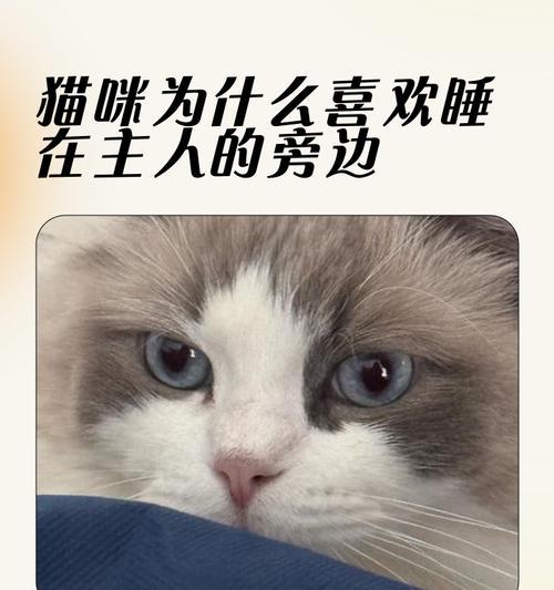 幼猫的依赖性与成长（幼猫与主人之间关系的变化和进展）