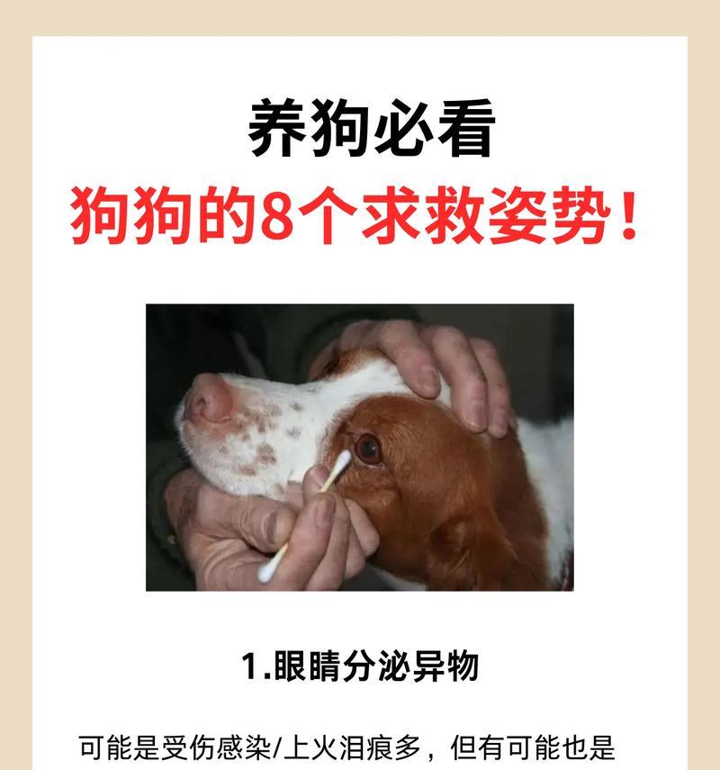 全面了解犬猫驱虫知识，给你的宠物最好的保护！（犬猫驱虫知识大揭秘，让你成为贴心的宠物家长！）