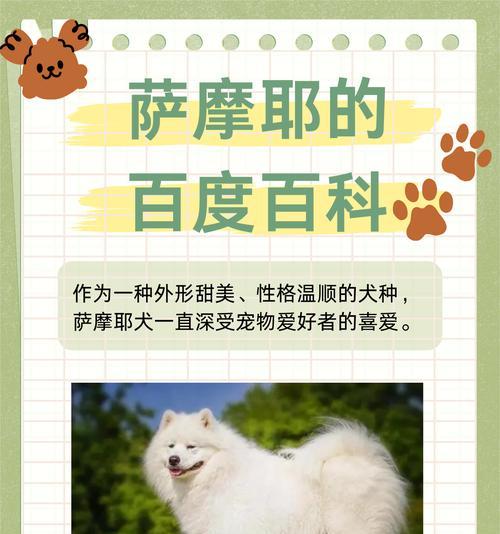 萨摩耶喂养注意事项（关爱萨摩耶，健康成长）