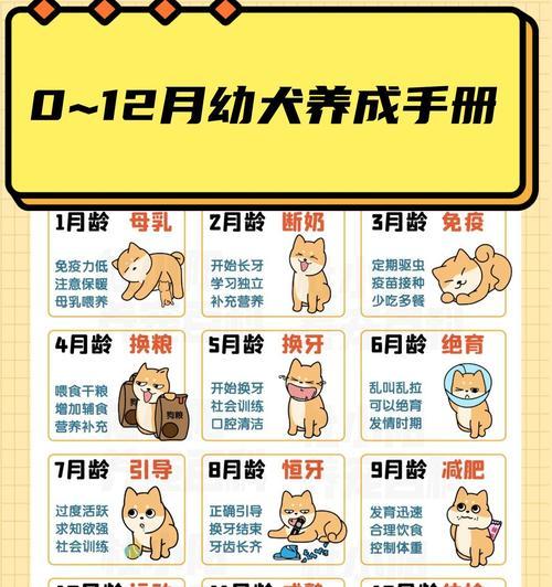 幼犬的食量控制及关键时期（掌握幼犬饮食习惯的重要性）