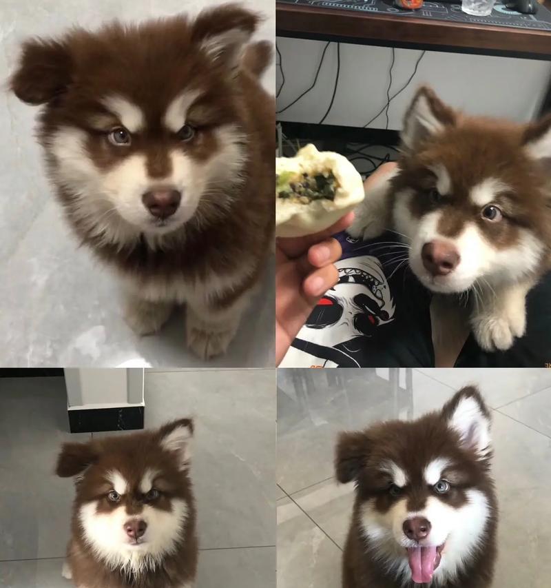 阿拉斯加体外驱虫的最佳频率（了解阿拉斯加犬体外驱虫的周期与方法）