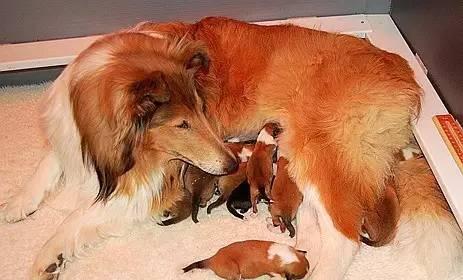 母犬怀孕到生产的全过程（了解母犬怀孕期的变化与正确照顾）