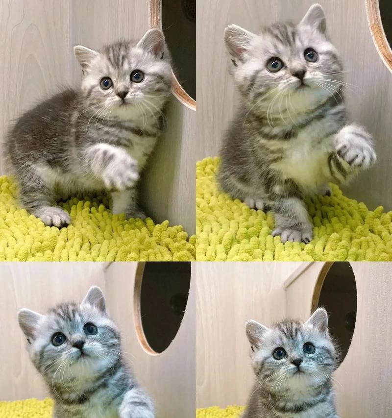 探索美短猫咪的丰富颜色（了解美短猫咪的多样外貌魅力）