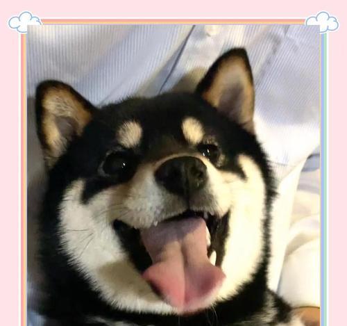 柴犬品相揭秘（从外貌到内心，柴犬的品相故事与你分享）