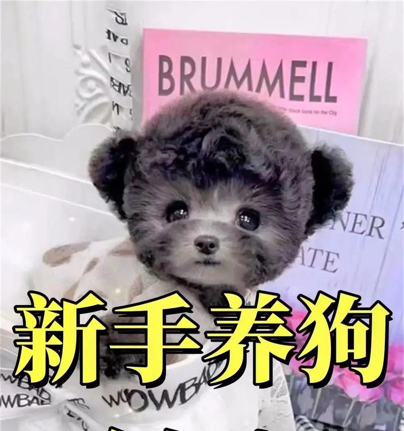 小狗成为家庭的最佳伴侣（了解小狗的成长时间和适应期，共同度过美好时光）