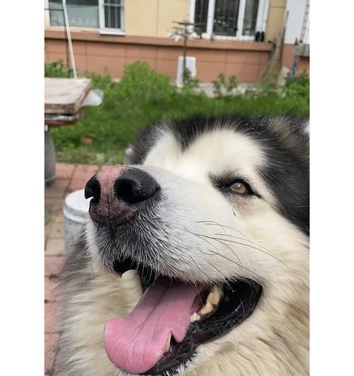 如何帮助阿拉斯加犬增肥？（有效方法教你养出白胖子）