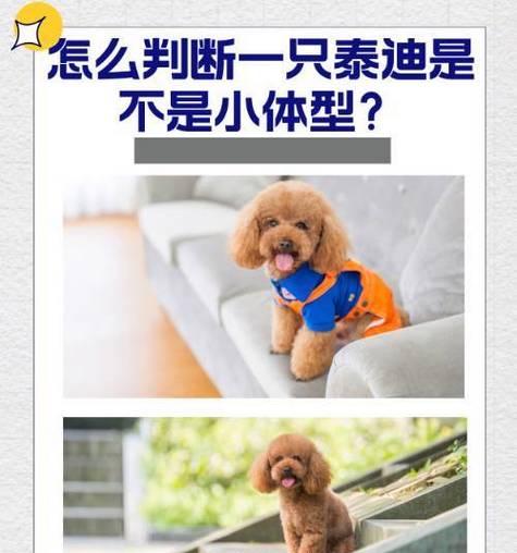 小泰迪犬的价格与标准（了解小泰迪犬的市场行情和购买因素）