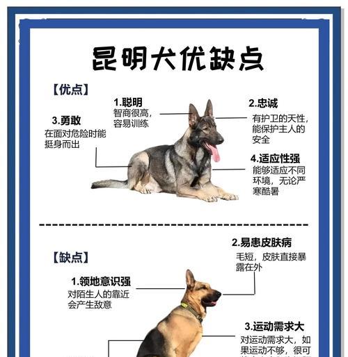 德国牧羊犬与昆明犬的关系解析（探寻两种犬种的起源与相似之处）