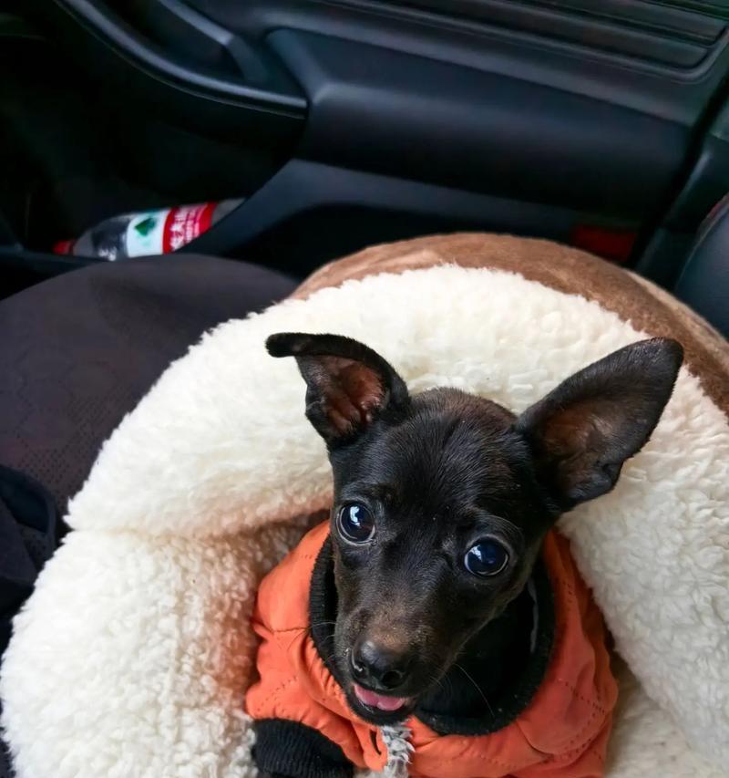 小鹿犬常见病及对身体的影响（了解小鹿犬的健康问题，保护它们的幸福生活）