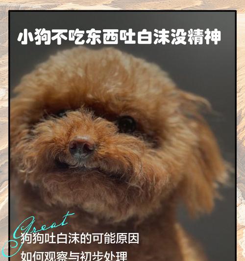 狗狗不吃东西能活多久的真相（研究发现，营养不良对狗狗寿命的影响巨大！）