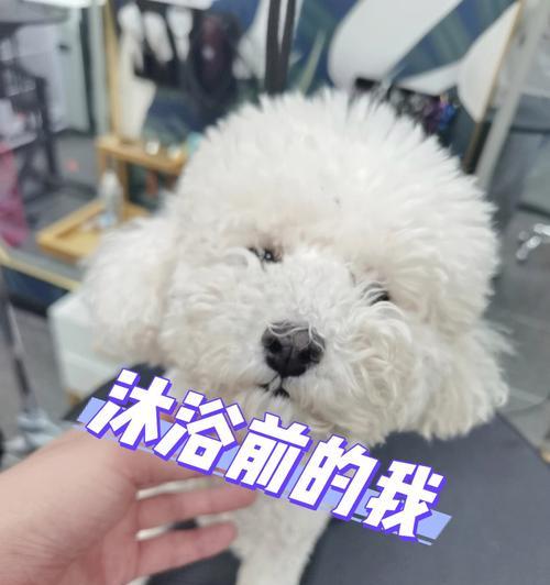 新生狗狗的洗澡时机（如何正确护理你的小狗）