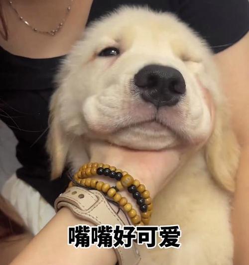 三个月大的狗狗一天睡多久？（探究小狗狗的睡眠需求和作息规律）