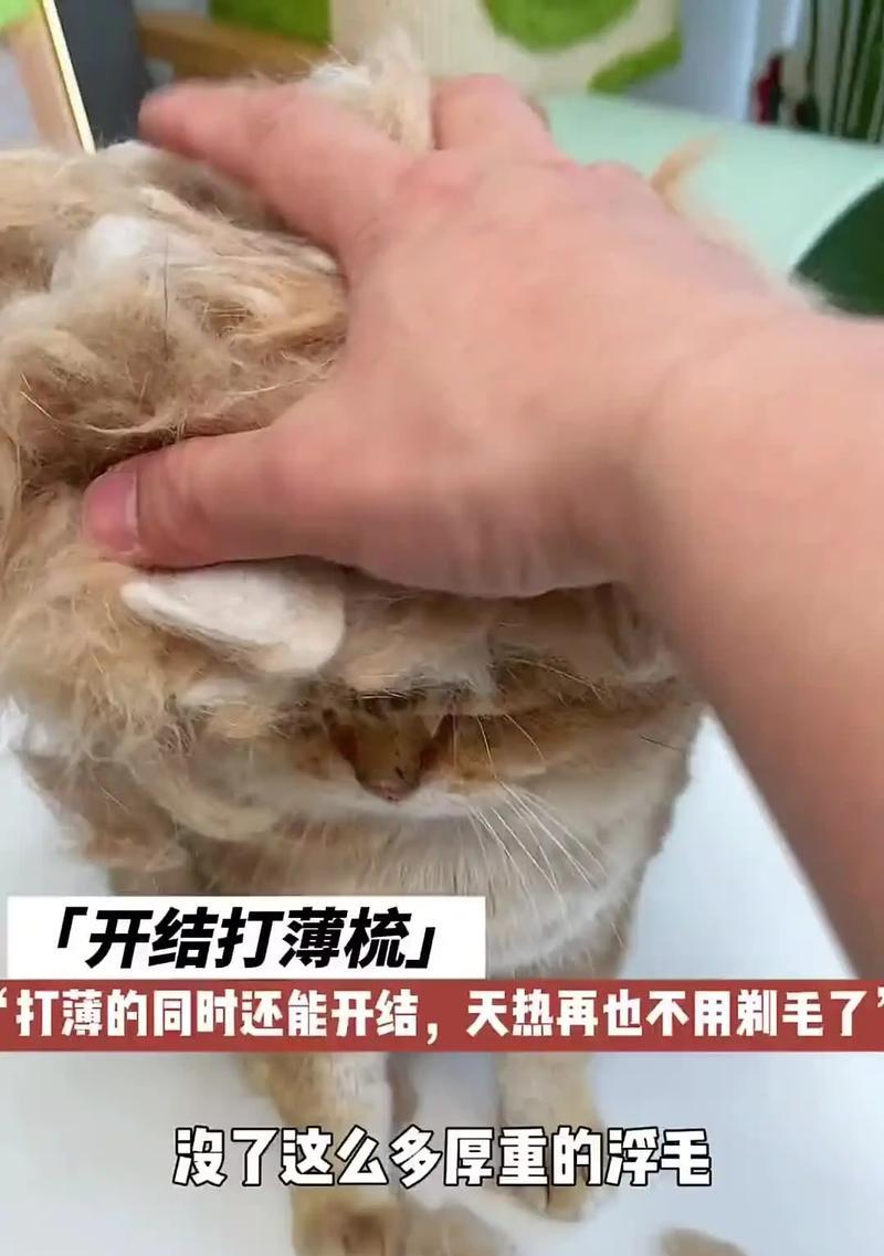 狗狗换毛周期（狗狗换毛周期及毛发护理的必要性）
