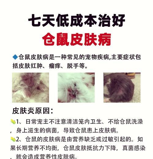 仓鼠怀孕症状（揭秘仓鼠怀孕的迹象和体征，助你更好地照顾它们）