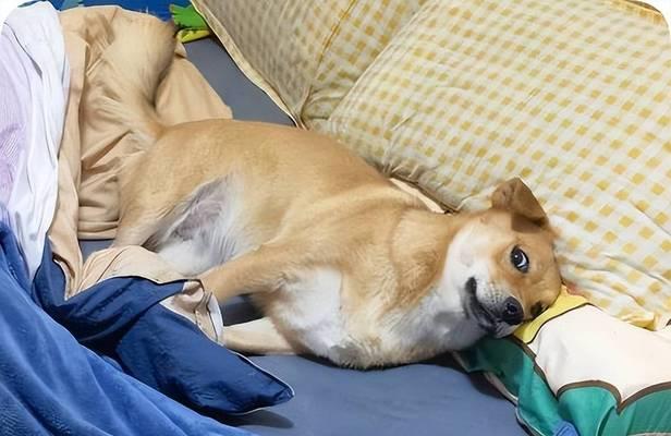 狗狗一天需要多少时间的睡眠？（揭秘狗狗睡眠需求及注意事项）