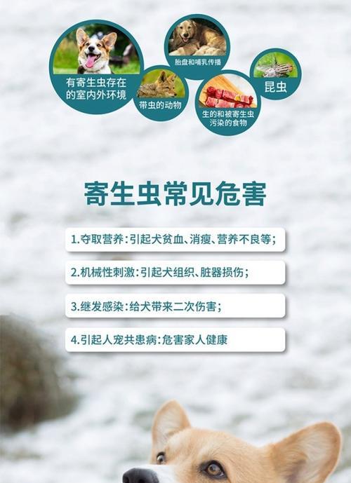 狗狗吃完驱虫药多久起反应？（驱虫药效果何时显现，安全与否取决于关键因素）