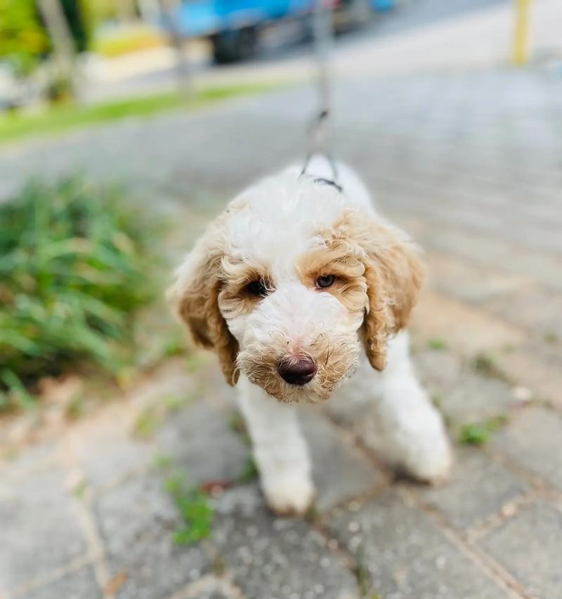 巨型贵宾犬挑食的解决方法（如何帮助你的贵宾犬克服挑食问题）