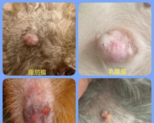 狗狗乳房瘤（揭秘狗狗乳房瘤的存活时间与关键因素）