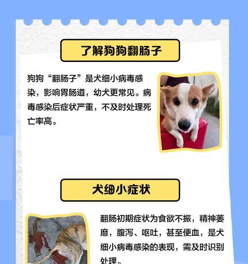 狗狗反肠的康复期及关键因素（从饮食规律到调理方法，了解狗狗反肠的恢复过程及关键要素）