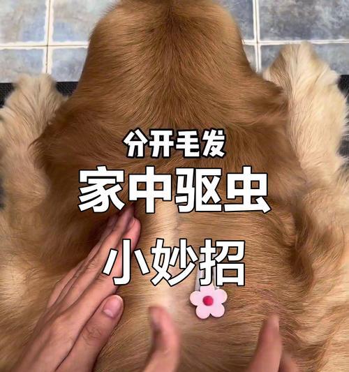 狗狗驱虫的最佳时间和方法（狗狗驱虫的重要性与正确操作技巧）