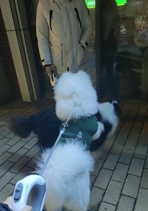 探寻萨摩耶狗独特的下地行为能力（了解萨摩耶狗在什么情况下能下地，以及多久才能适应）