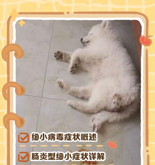 一个月小狗发烧的症状及应对方法（了解小狗发烧的症状，及时给予适当的护理和治疗）