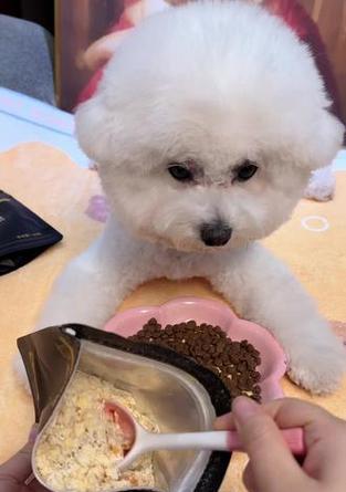 用肉汤拌馒头代替狗粮（探讨以肉汤拌馒头作为狗狗食物的替代方案，合理性与潜在风险分析）
