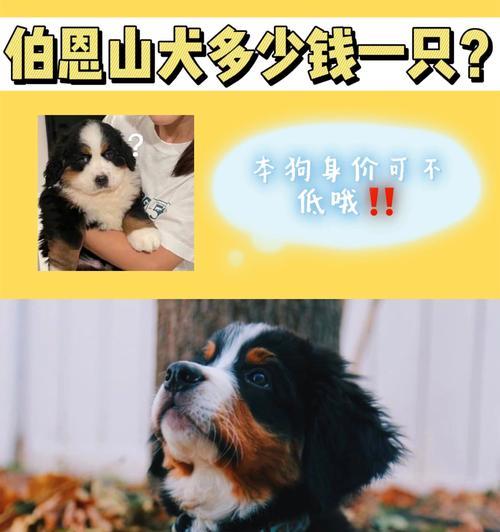 探寻伯恩山犬和圣伯纳的区别（了解这两个狗种的特点和历史）