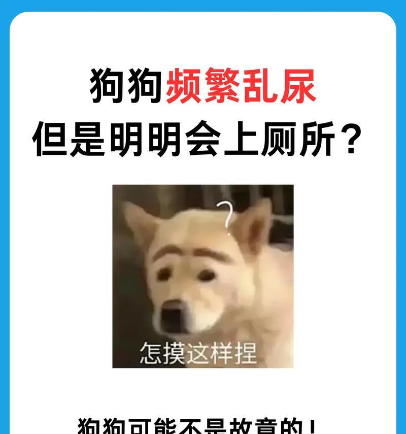 如何让狗狗不再乱拉屎？（有效解决狗狗乱拉屎问题的方法及技巧）