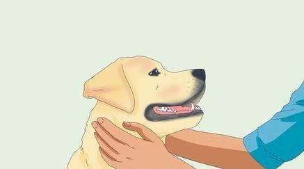 狗怀孕多久能洗澡？（狗妊娠期适合洗澡的时间和注意事项）