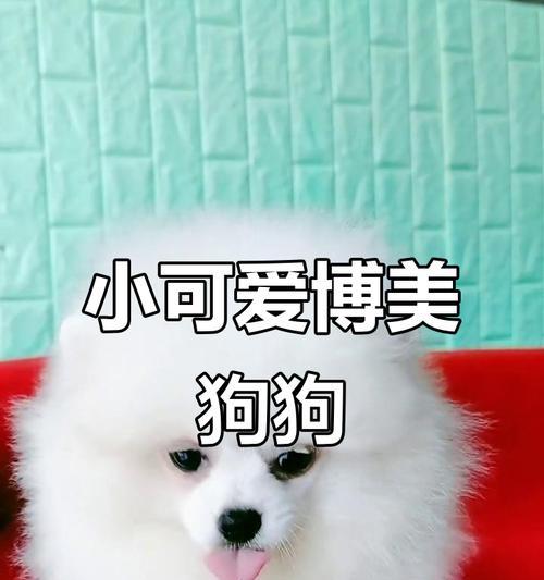 探索猴子脸特征在不同品种狗身上的表现（品种狗的猴子脸特征及其遗传机制解析）