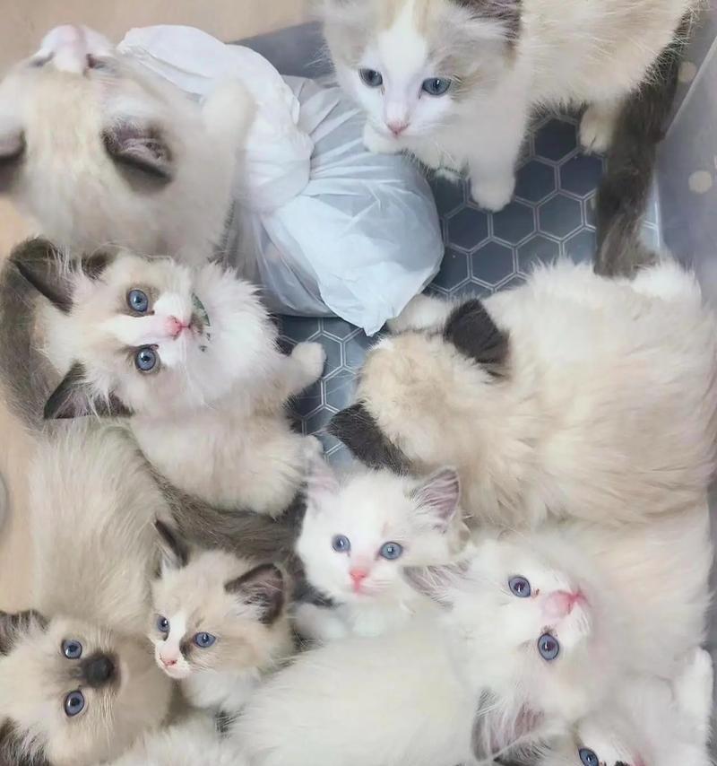 揭秘纯种布偶猫的五大特点（了解纯种布偶猫，从这五个特点开始）