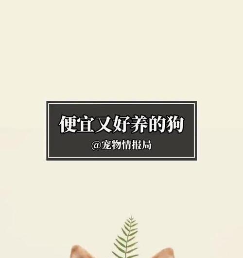 便宜又好养的6种狗，你最喜欢哪一只？（挑选适合家庭的理想宠物，了解这6种狗的特点和优势）
