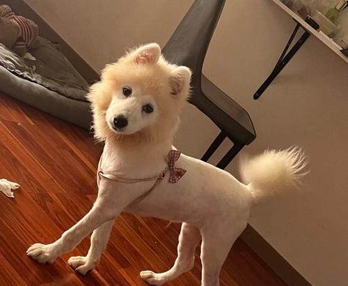剃光狗毛后，需要多久才能长好？（探究狗毛剃光后的生长周期和护理方法）