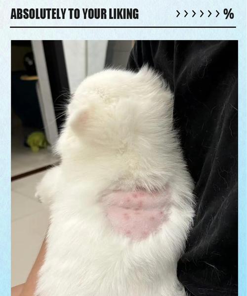 狗狗皮肤病的治疗与护理（如何给狗狗正确上药，帮助其康复）