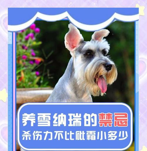 雪纳瑞拔毛后适合洗澡的时间（拔毛后恢复期、洗澡时间和注意事项）